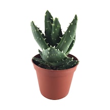 Aloe Mitriformis (Kaktüs) Ø8,5 CM Y15-20 CM