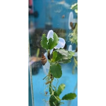 Bucephalandra Green
