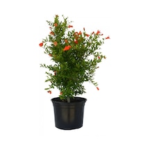 Serada Decor Plant Bodur Süs Narı 1. Kalite Bahçe Balkon Salon Bitkisi
