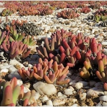 10 Adet Argyroderma Fissum Succulent Tohumu