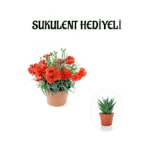 Kadınlar Gününe Özel Kırmızı Renk Karanfil Çiçeği Sukulent Hediyeli