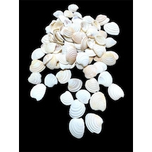 Deniz Kabukları 100 Gr No-18-clamrose2