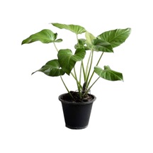 Philodendron Giganteum Ø21 Cm Y70-80 Cm