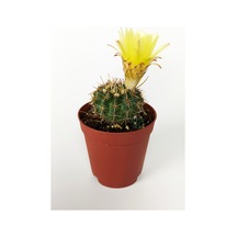 Notocactus Summammulasus Nadide Özel Tür Kaktüs Nadir Kaktüs 5.5