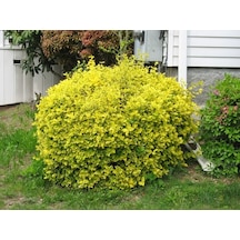 Gold Taflan Fidanı 20-40 Cm altuni Taflan Euonymus Japonica