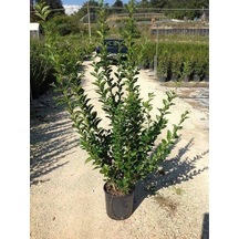Ligüstrüm Lüküstürüm Ligustrum Japonica Kurtbağrı Fidanı 40- 80 Cm