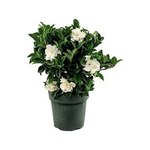 Videolu 1. Kalite Özel Kokulu 1 Adet Gardenya Çiçeği Saksılı 30-40cm Gardenia Flower
