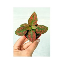 Fittonia Hostes Çiçeği Fidanı Çilli Kırmızı 10-20 Cm