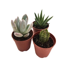 Sukulent Kaktüs Set 3 Adet Mini Saksılı 010