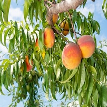 Tüplü Yarı Bodur Albenili Spring Bella Şeftali Fidanı