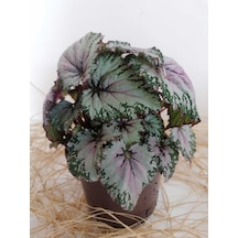 Videolu Rex Begonya Yaprak Güzeli 1 Adet Saksılı 15-30cm Iç Mekan Ev Salon Bitisi Rex Begonia