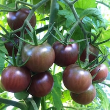 Özel Black Cherry Siyah Çeri Domates Tohumu-15 Tohum