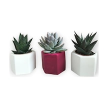 Haworthia & Echeveria 3'lü Sukulent Seti Kırmızı & Beyaz Seri