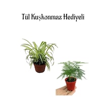 Öğretmenler Gününe Özel Hediyelik Kurdele Çiçeği Tül Kuşkonmaz Hediyeli