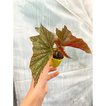 Mini Saksıda Çilli Begonya Benekli Begonia