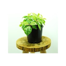 Topçu, Aliminyum Çiçeği, Karyağdı Çiçeği Pilea Cadierei 10-20 Cm