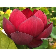 1 Adet Kırmızı Lotus Çiçeği Tohumu Tropikal Nilüfer Çiçeği Tohum