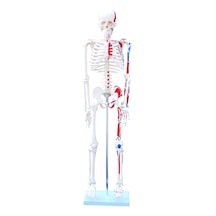 İnsan İskeleti Modeli Kas Bölgeleri İşaretlenmiş 85 cm