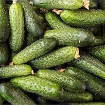 100 Adet Tohum Kornişon Salatalık Tohumu Kıtır Kornişon Salatalığı Süpriz Hediye Sebze Tohumludur
