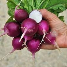 150 Adet Tohum Nadir Mor Turp Tohumu Organik Hobi Bahçe Turplar