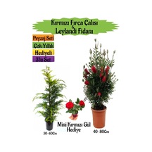 Kırmızı Fırça Çalısı+leylandi Çam Fidanı+mini Kırmızı Gül Hediyeli Peyzaj Seti