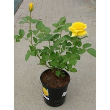 Mis Kokulu Sarı Renk Gül Fidanı 30-40cm 1 Adet Saksıda Rose
