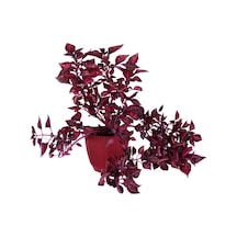 Çingene Şalvarı Iresine Herbstii