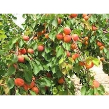 Tüplü Fidan Aldeniz Kayısı  Fidanı