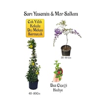 Sarı Yasemin Çiçeği+mor Salkım Ağacı Fidanı+ Buz Çiçeği Hediyeli Peyzaj Seti