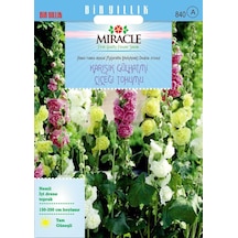 Miracle Karışık Renkli Katmerli Gül Hatmi Çiçeği Tohumu 40 Tohum