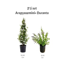Arap Yasemini+ Mor Çiçekli Duranta Fidanı Dış Mekan Bitkisi