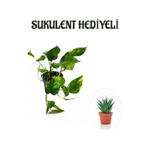 Pothos Alacalı Salon Sarmaşığı Sevgililer Gününe Özel Sukulent Hediyeli