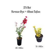Kırmızı Renk Oya Ağacı Fidanı+altuni Taflan 2'li Set Saksılı Bahçe Bitkisi