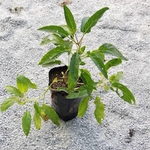 Kokulu Kavun Aromalı Pepino Fidanı 10-20 Cm