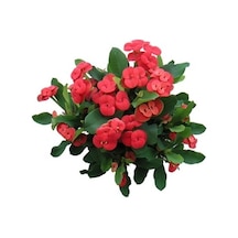 Euphorbia Milli Dikenler Tacı Kaktüsü Fidanı 10-20 Cm
