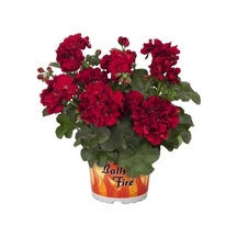 Bordo Sakız Sardunya Çiçeği Fidanı 10-20 Cm