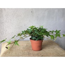 Hedera Helix Sarmaşığı Saksı Ofis Ev Balkon Bitkisi 8,5 Cm
