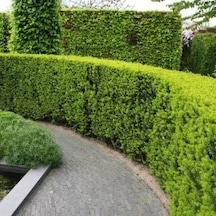 Altuni Mazı Thuja Orientalis Aurea Compacta Nana