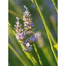 Kokulu Lavanta Fidesi 20 Adet 15-20 Cm Tüplü Dış Mekan Lavander