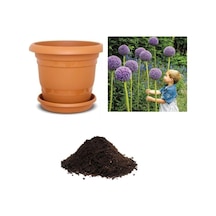 Dev Allium Tohumu Ekim Seti