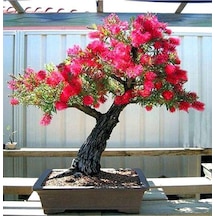 Bodur Bonsai Callistemon Bonsai Ağacı Tohumu Ekim Seti 5 Adet Tohum +saksı+toprak
