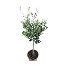 zeytin fidanı 50-70cm
