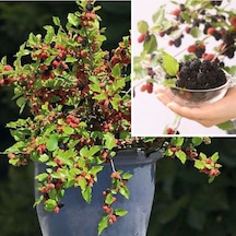 Tüplü Saksıda Yetiştiriciliğe Uygun Soğuklara Dayanıklı Siyah Meyveli Mojo Berry Dut Fidanı