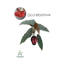 Çilli Begonya Çiçeği Dolgun Formlu Kırmızı Çiçekli 1 Adet Saksılı 30-40cm