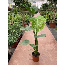 Deve Tabanı Monstera Deliciosa Ithal Orta Boy