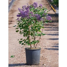 Mis Kokulu Leylak Çiçeği 1 Adet Saksılı/tüplü 40-60cm Dış Mekan Bitkisi