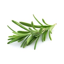 Biberiye Fidanı 15 Adet Rosmarinus Officinalis 10-20 Cm