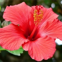 Videolu 3 Adet Kırmızı Japon Gülü Çiçeği Fidanı 40-60 Cm Tüplü Çiçekli Bodur Bitkiler Japanese Rose