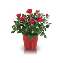 Yediveren Saksılı Kırmızı Gül 20-30 Cm 40 Adet