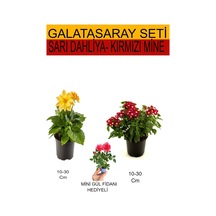 Avantajlı Ürünler Takım Seti Sarı Dahliya Kırmızı Mine Pembe Gül Fidanı